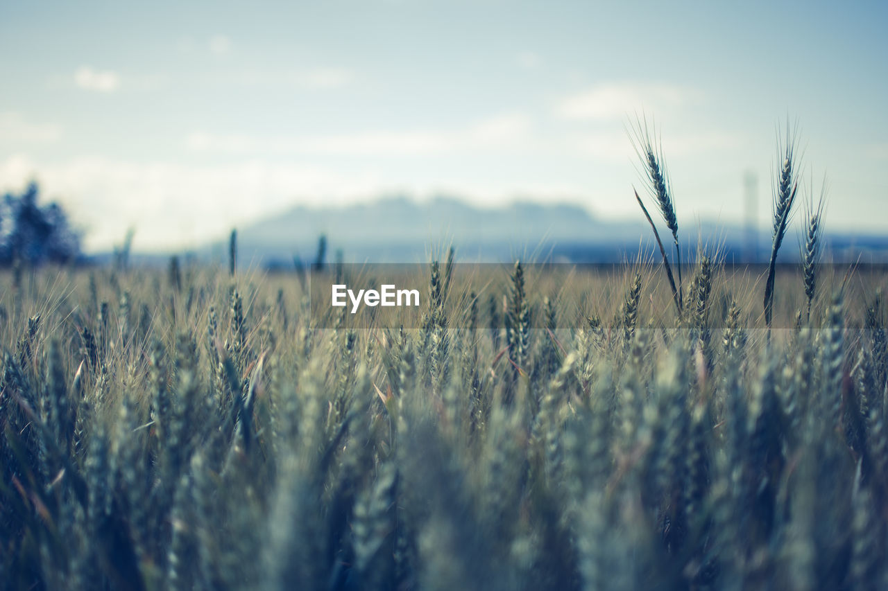 Close-up of wheat field against sky