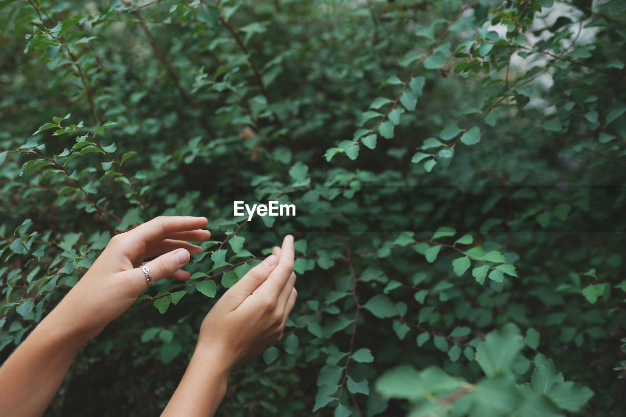 Women's hands with green leaves at a tea plantation for product , natural selected ,