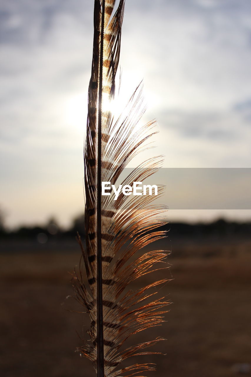 CLOSE-UP OF STALKS AGAINST SUNSET