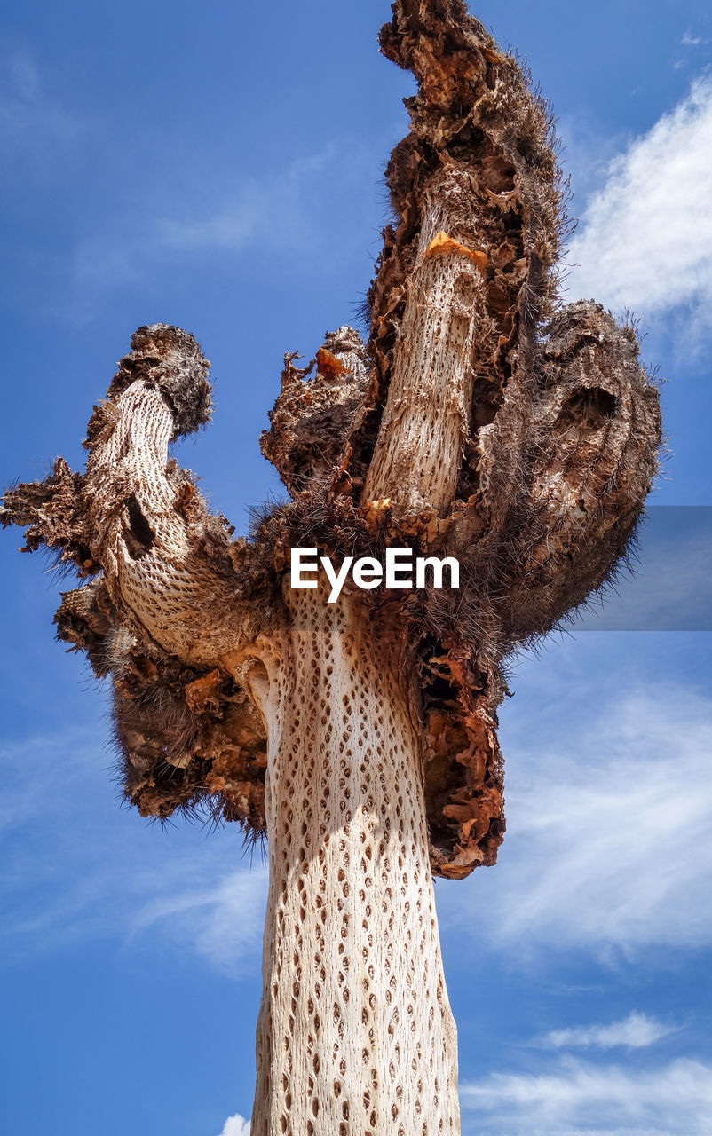 LOW ANGLE VIEW OF TREE TRUNK AGAINST SKY