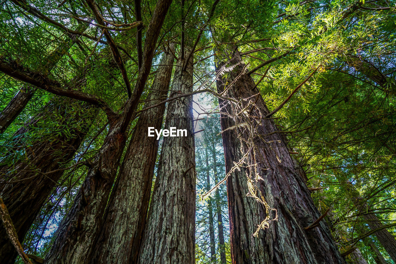 LOW ANGLE VIEW OF TREE IN FOREST AGAINST SKY