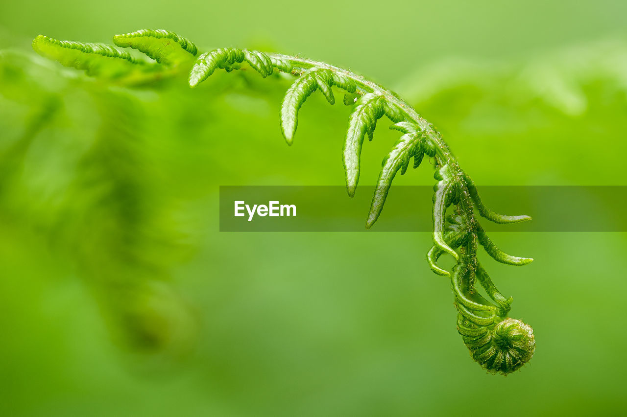 Close-up of green plant