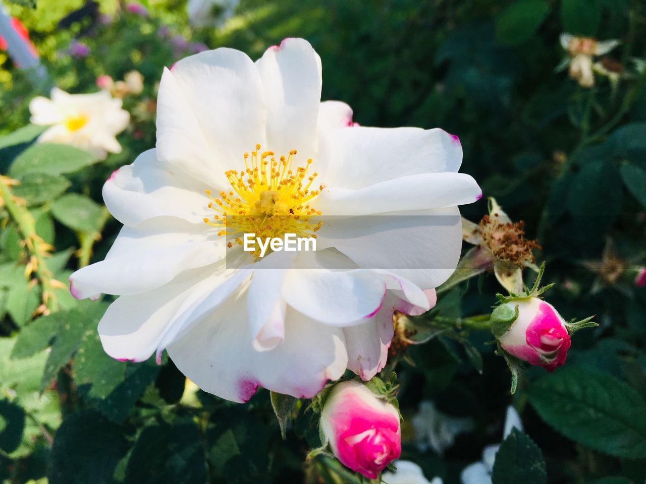 CLOSE-UP OF WHITE ROSE WITH PINK FLOWER IN PARK