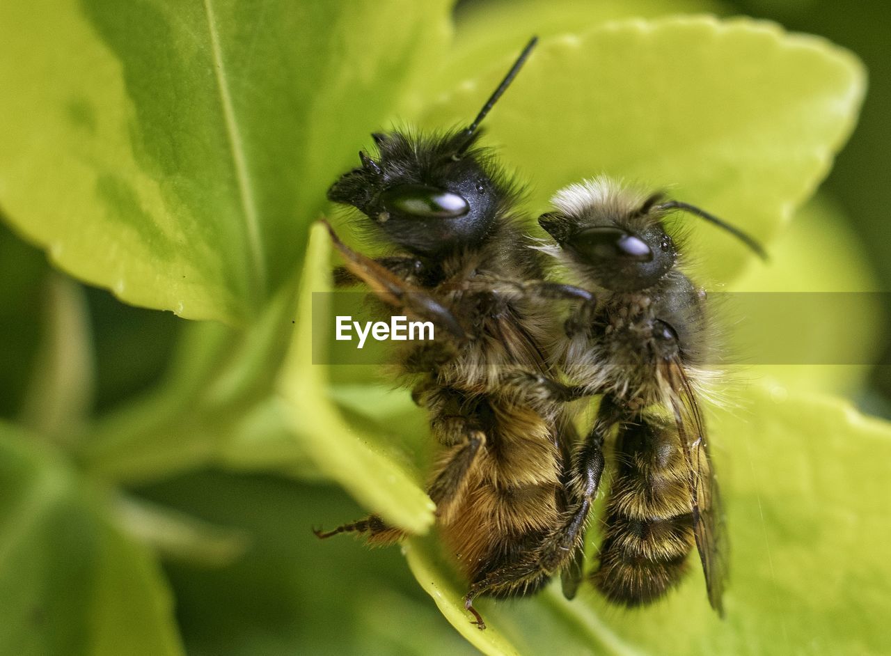 Close-up of paring bees on a plant