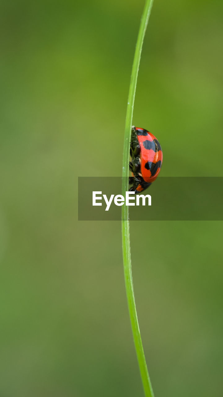 Close-up of ladybug on plant stem