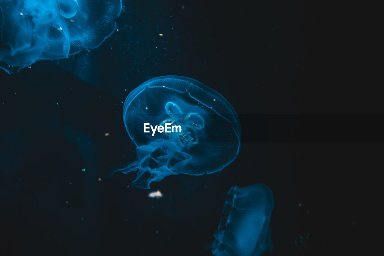 Jellyfish floating
