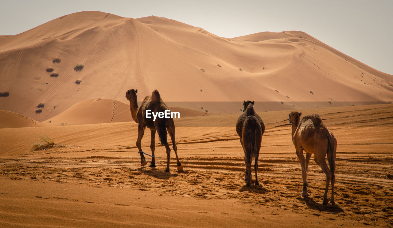 Caravan of camels in merzouga sahara desert on morocco ,dromedary camel in sahara desert,