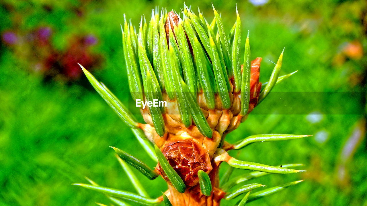 CLOSE-UP OF CATERPILLAR ON PLANT