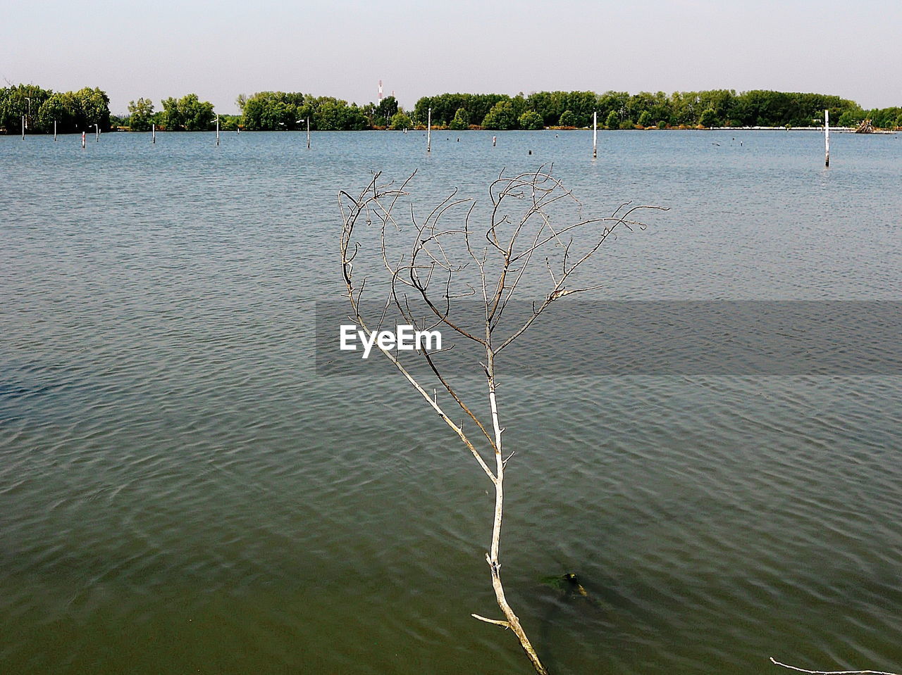 PLANT ON LAKE AGAINST SKY