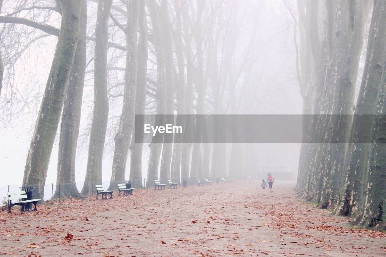 Walkway amidst bare trees during foggy weather