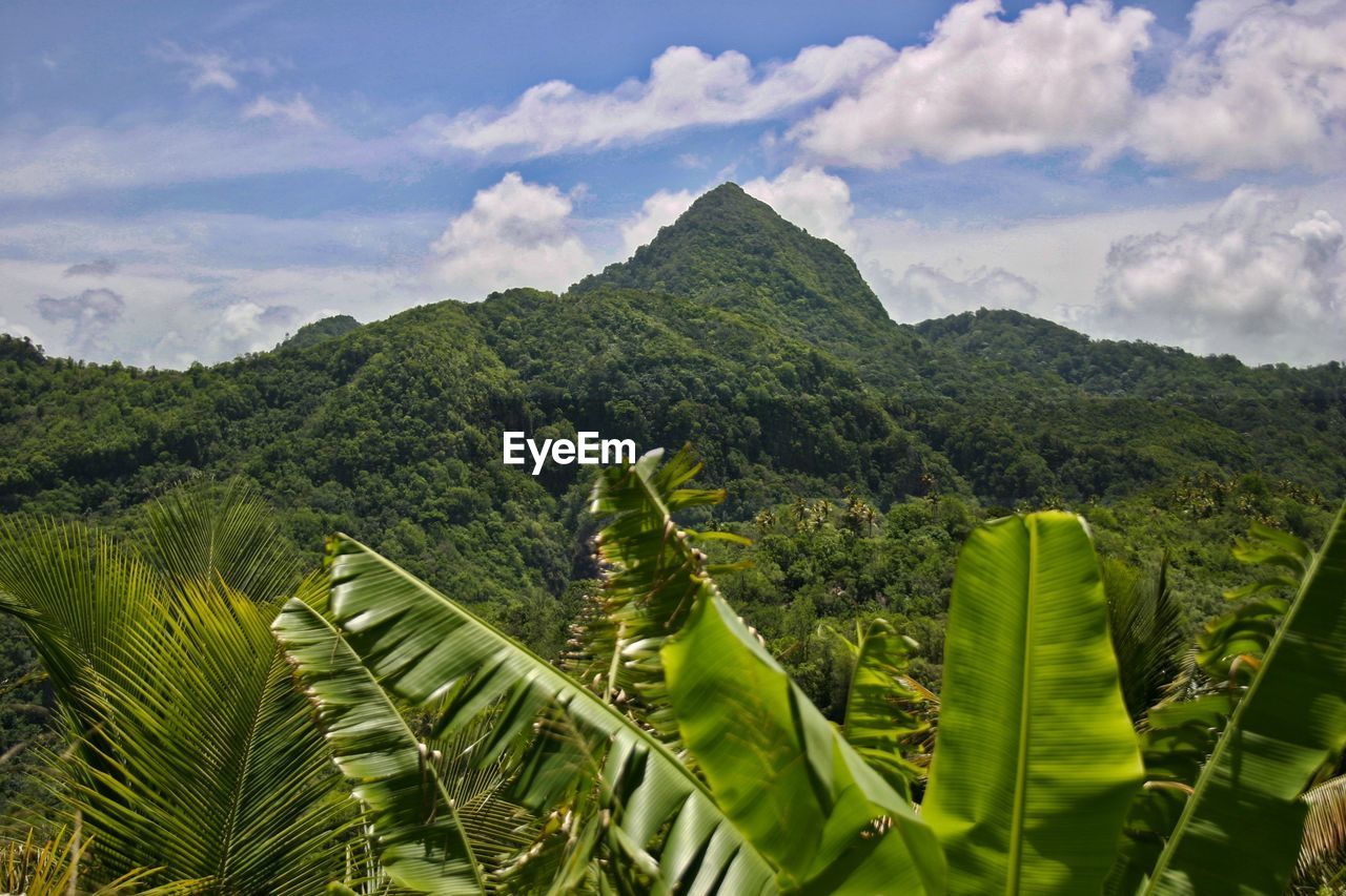 SCENIC VIEW OF GREEN FIELD AGAINST SKY