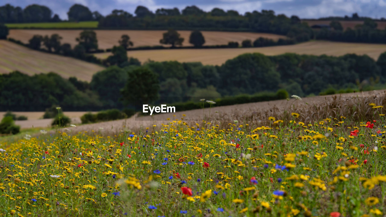 Scenic view of flowering plants on field