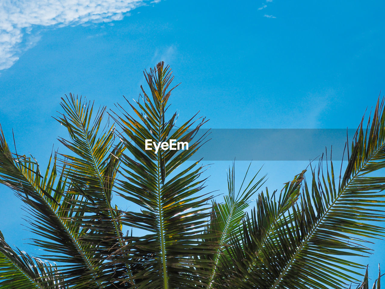 Low angle view of palm trees against blue sky
