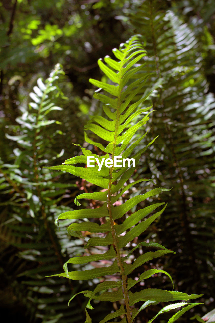 Close-up of fern leaves