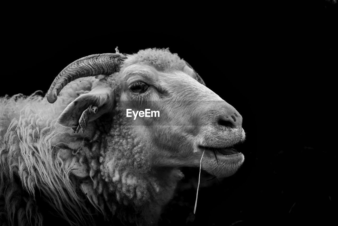 animal themes, animal, mammal, black and white, one animal, domestic animals, bighorn, livestock, monochrome, argali, black background, monochrome photography, sheep, pet, close-up, animal body part, animal wildlife, animal head, portrait, no people, cattle, horn