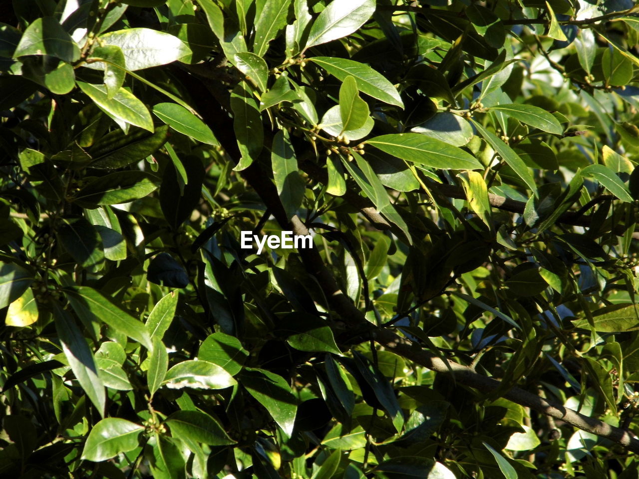 Close-up of fresh green plant