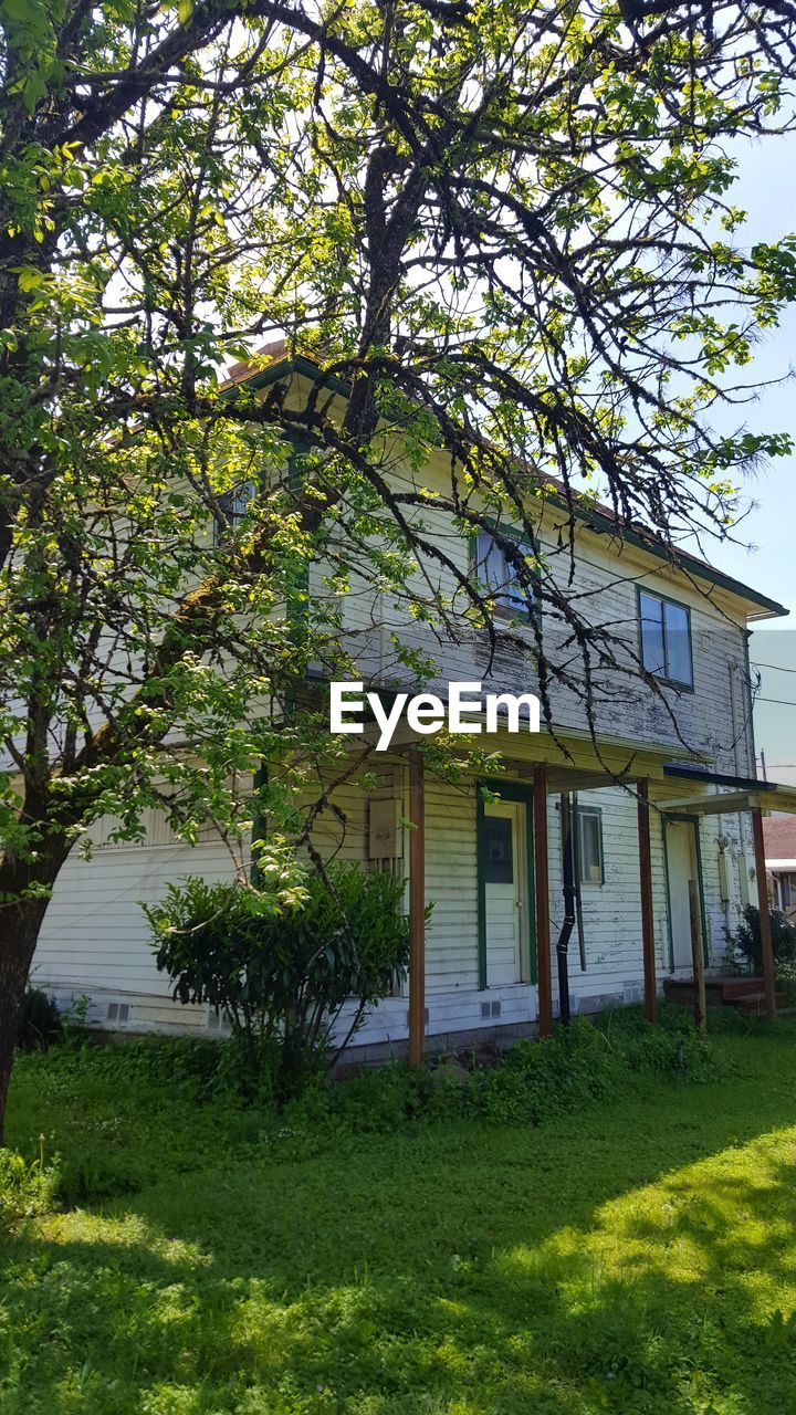 HOUSE AND TREE