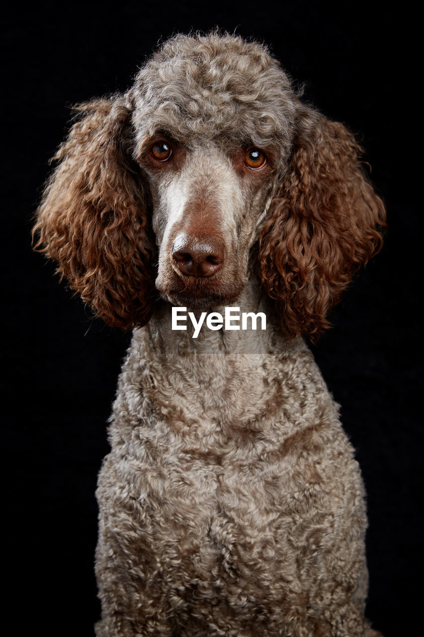Portrait of standard poodle against black background