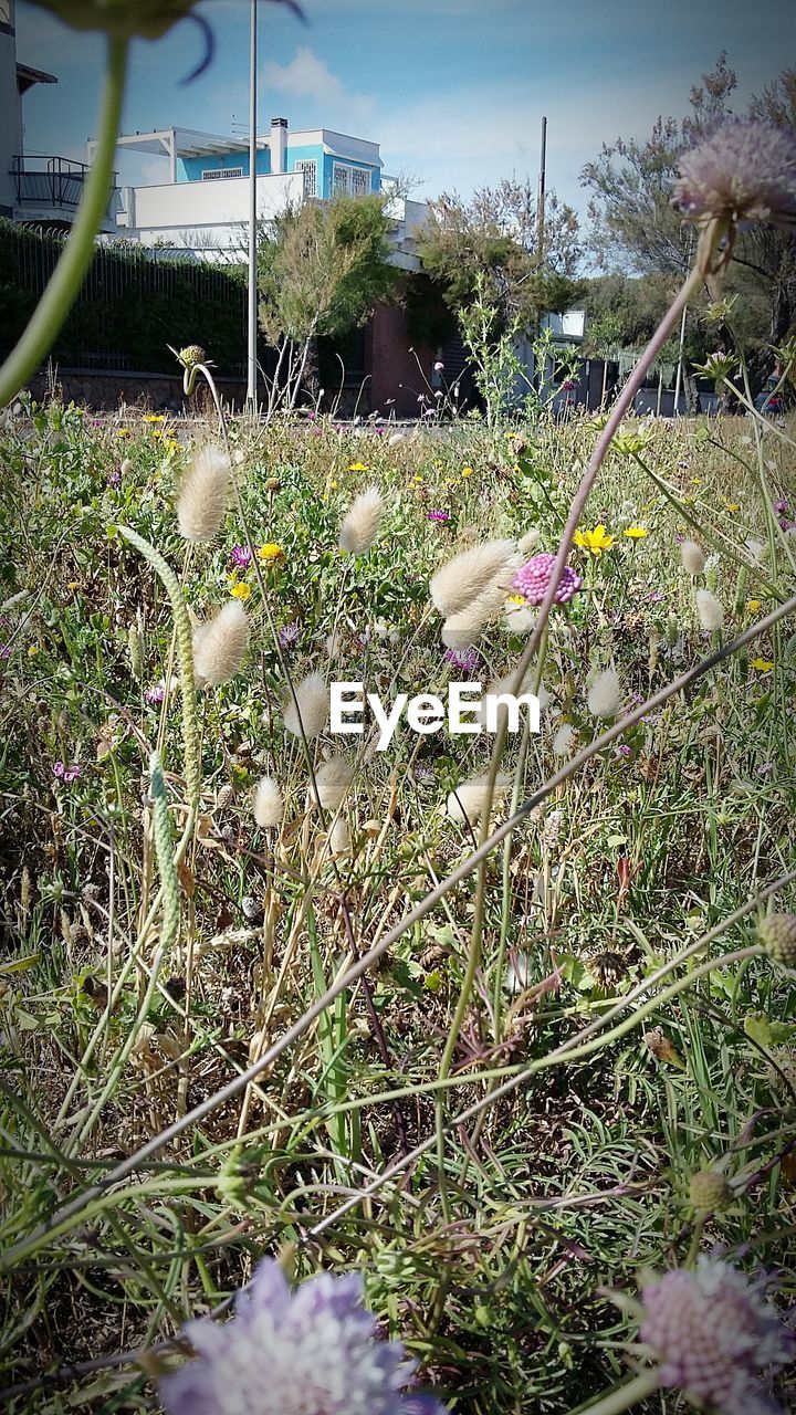 Plants growing on field