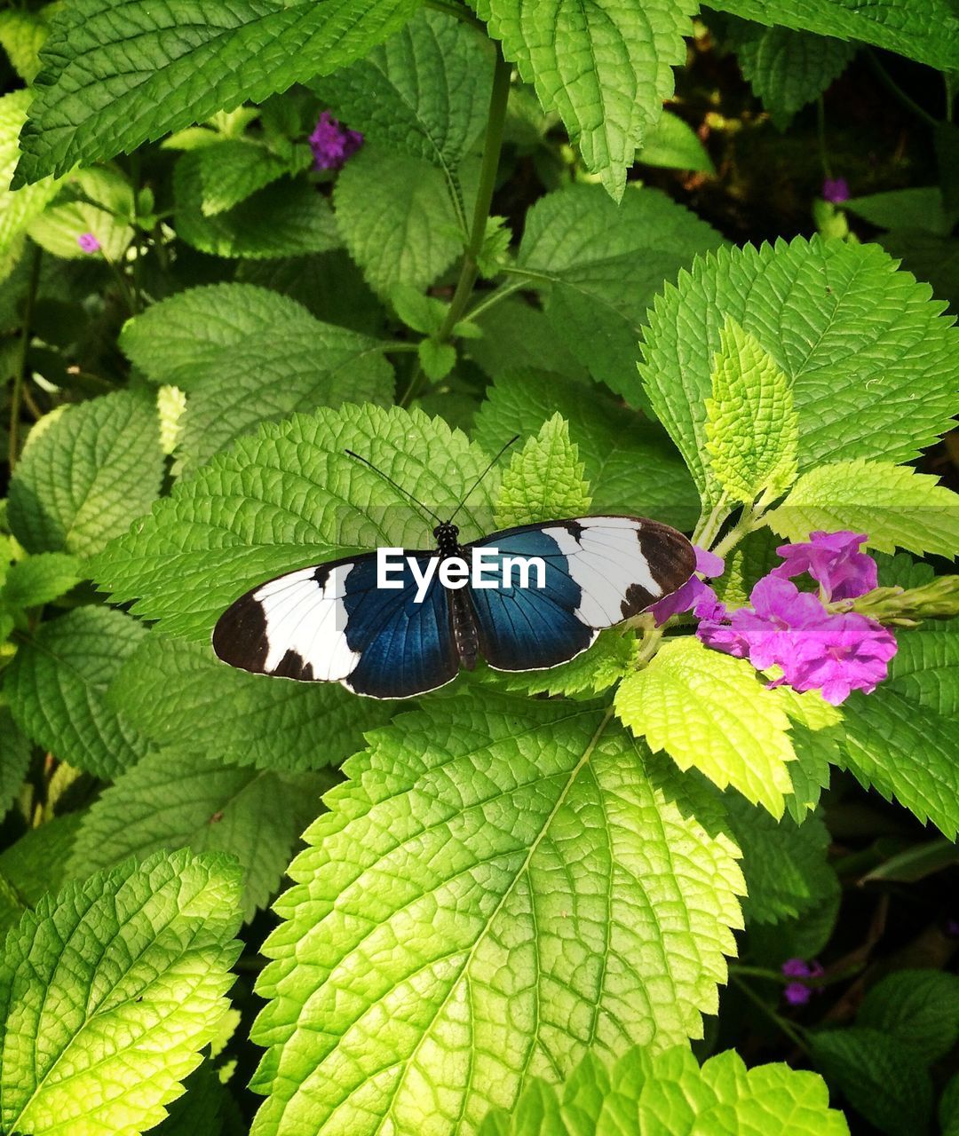 High angle view of butterfly on plant in forest