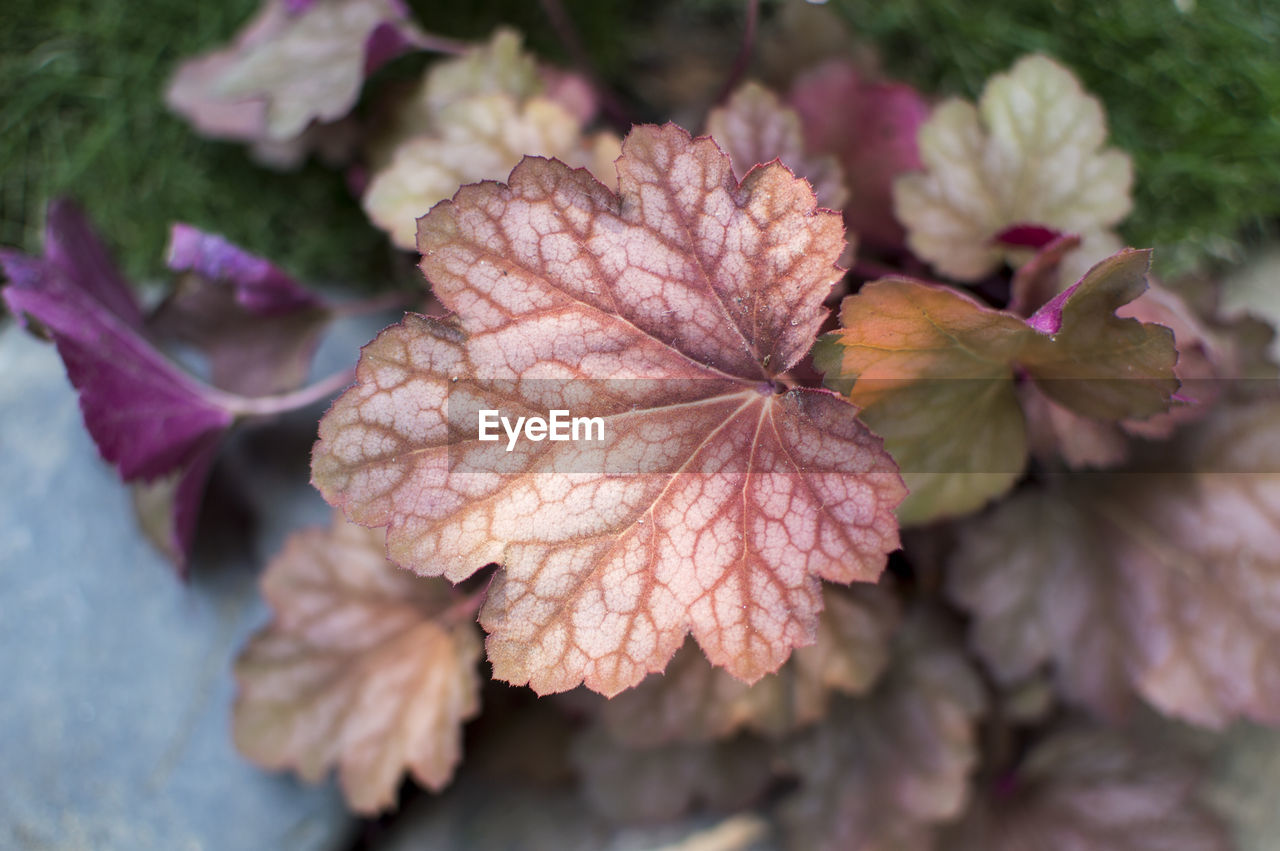 Close-up of pink flowering plant leaves during autumn