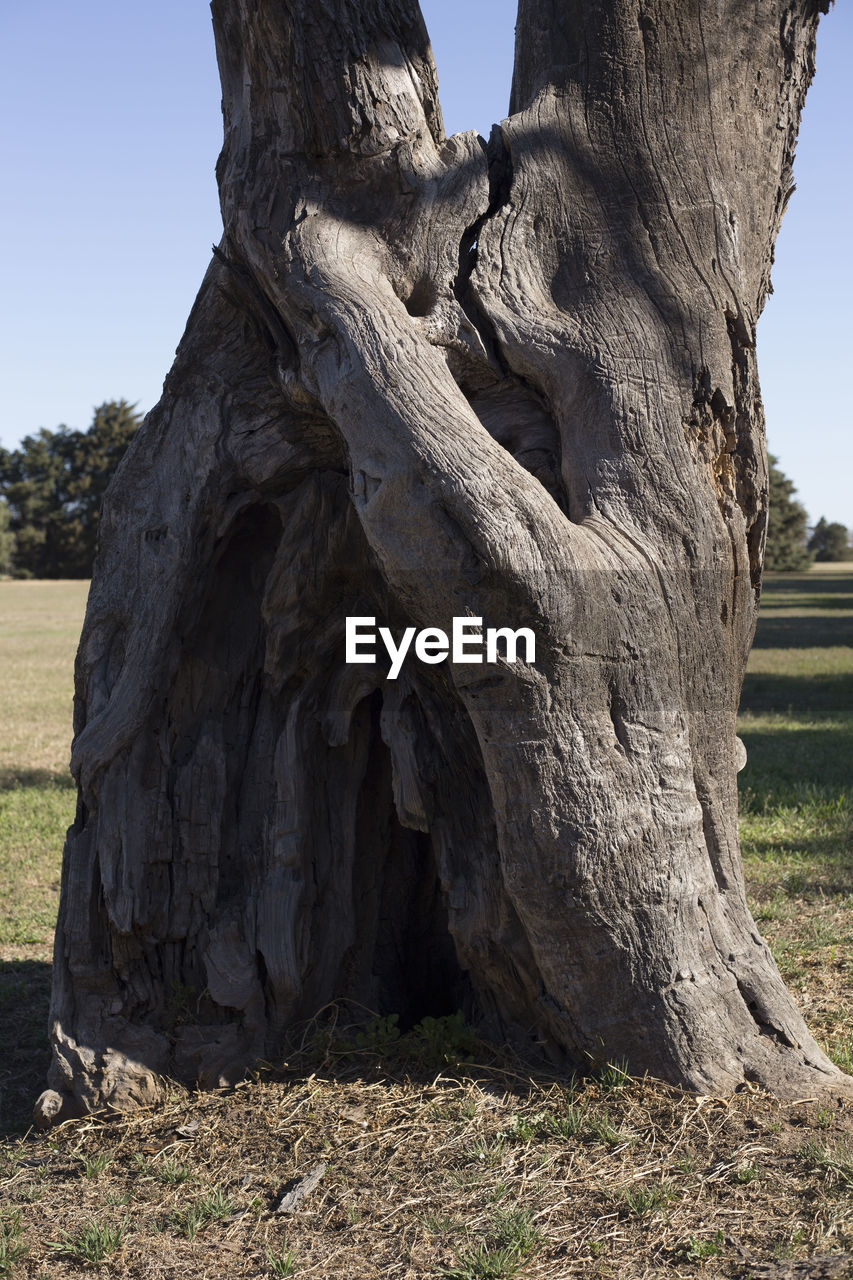 CLOSE-UP OF TREE IN FIELD