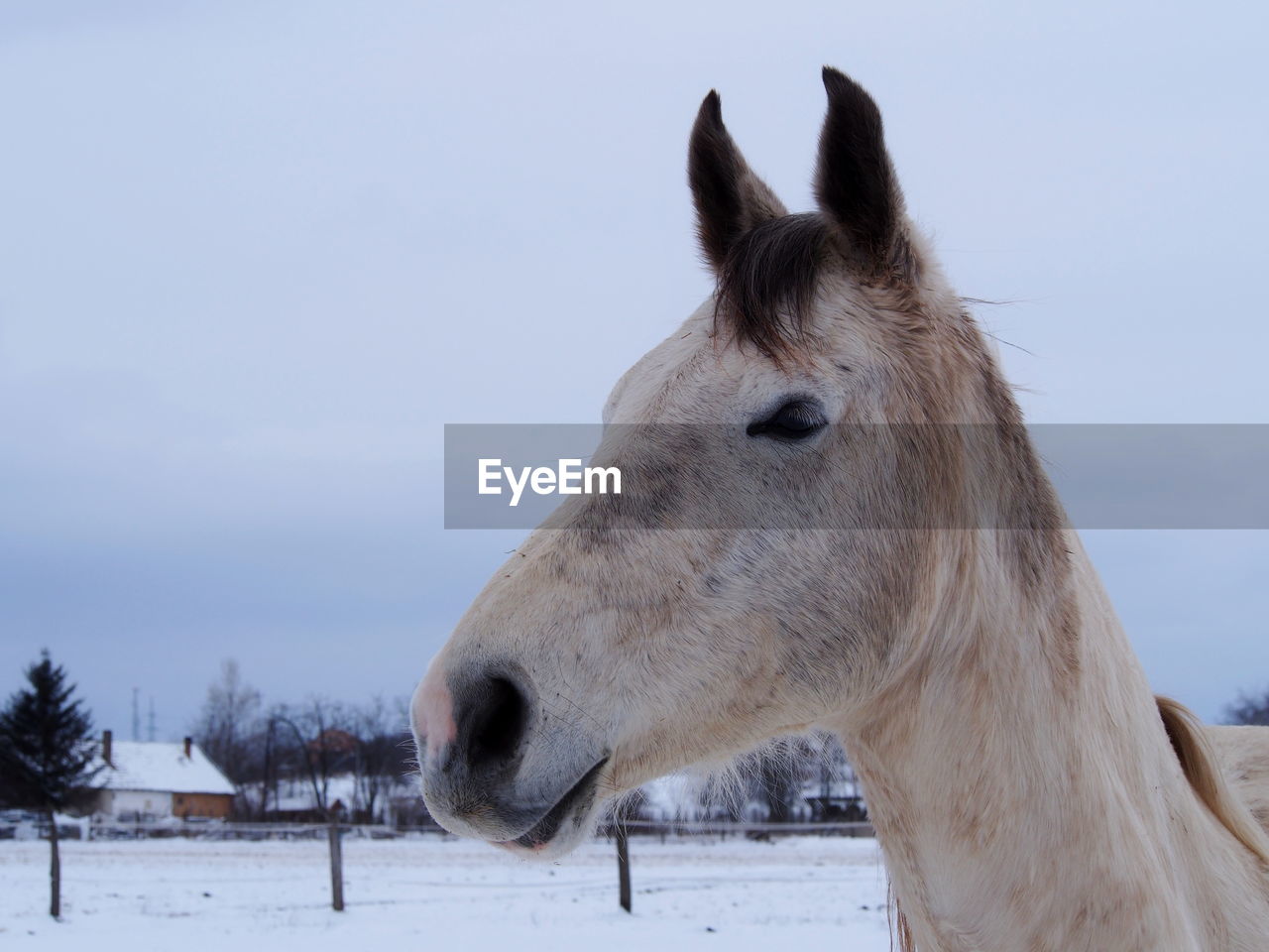 Close-up of horse on field against sky during winter