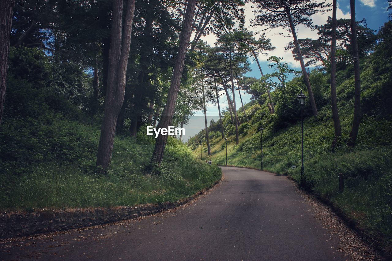 ROAD BY TREES IN FOREST