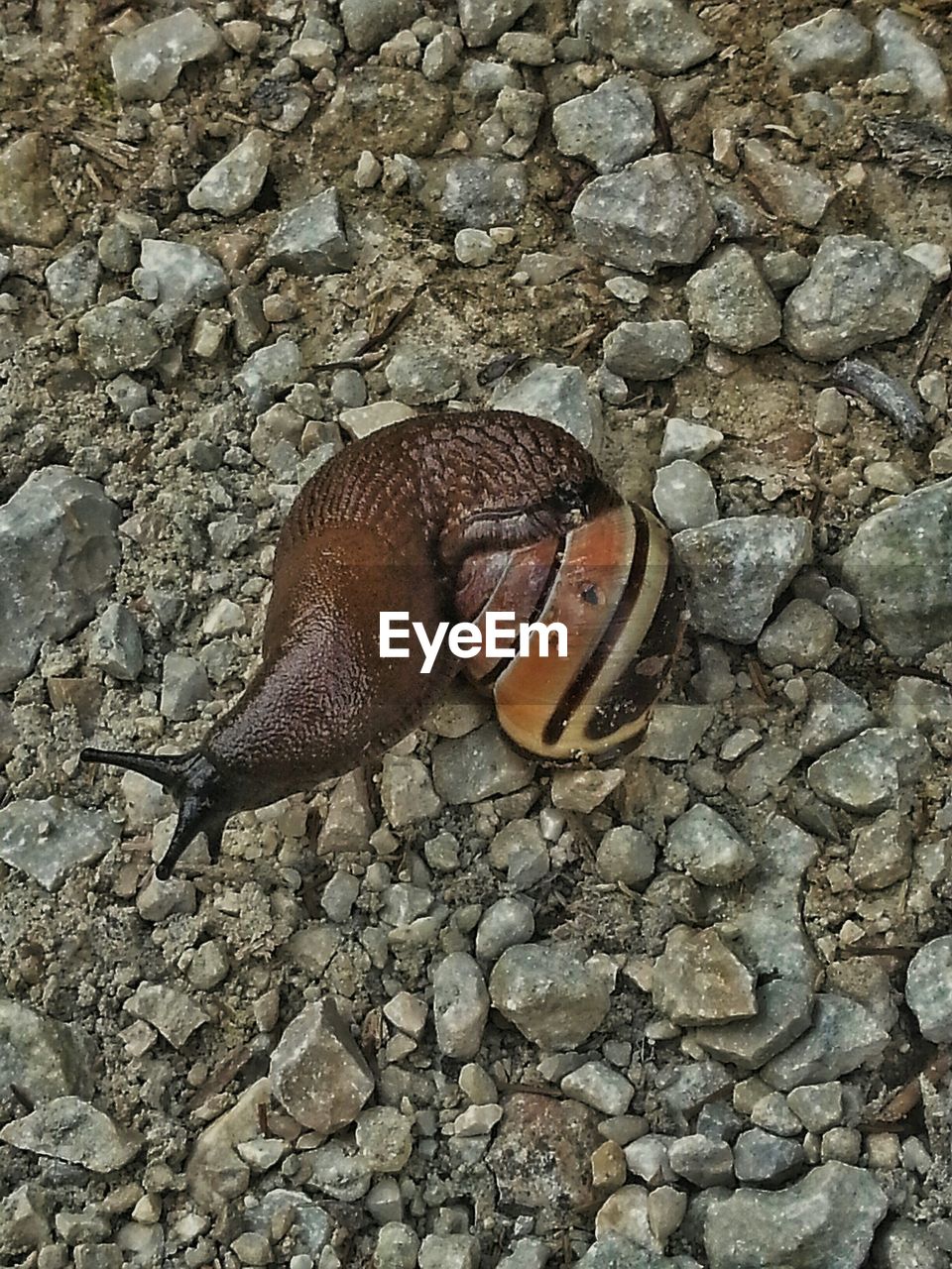 High angle view of snail on field