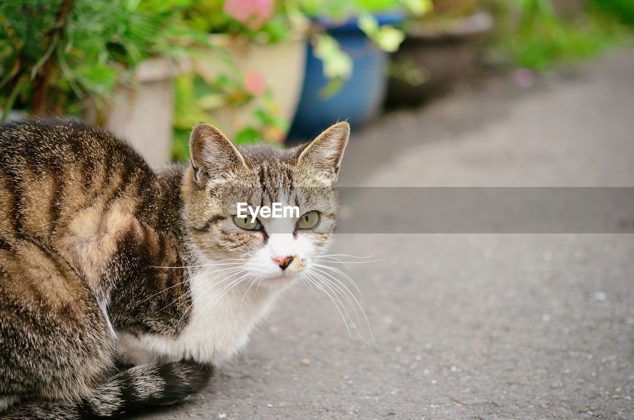 Close-up portrait of cat sitting outdoors