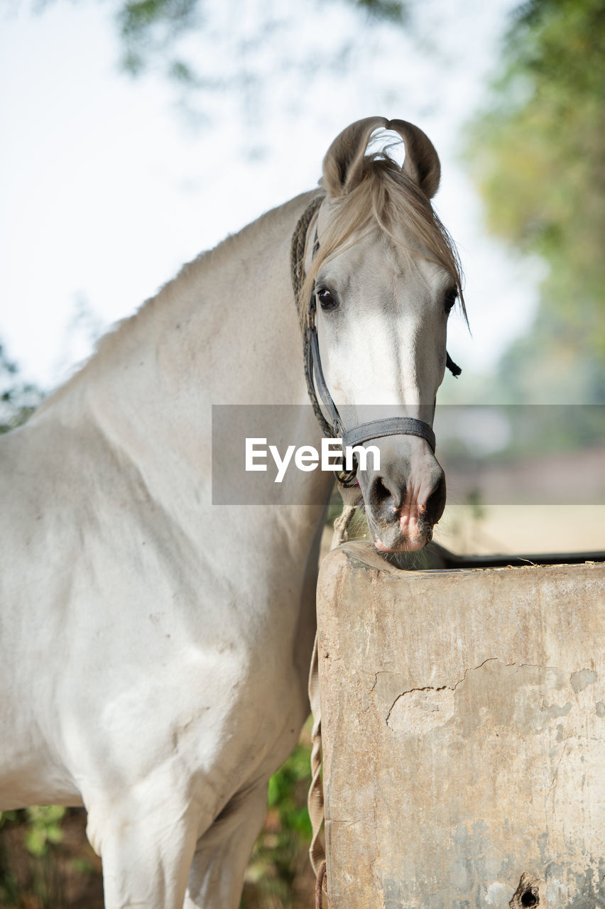 CLOSE-UP PORTRAIT OF HORSE