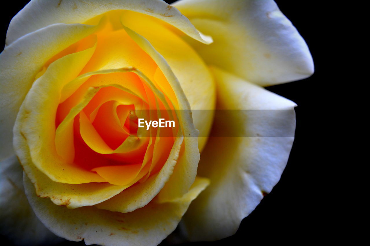 CLOSE-UP OF ROSE FLOWER