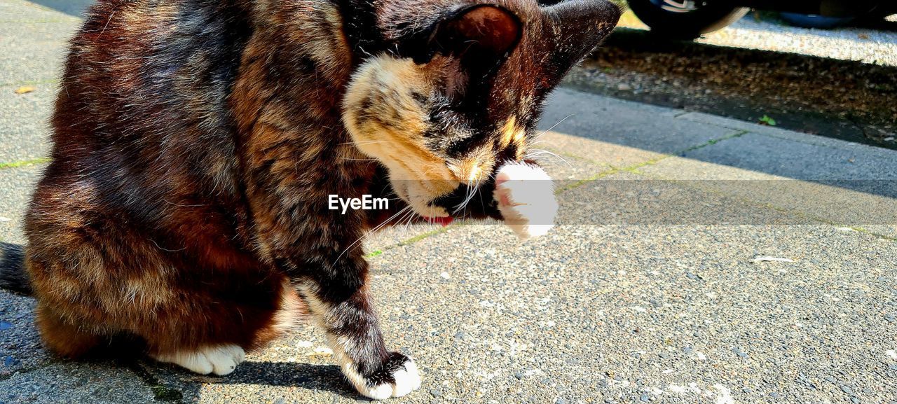 animal, animal themes, mammal, one animal, pet, domestic animals, cat, day, street, no people, sunlight, city, feline, road, high angle view, footpath, carnivore, transportation, domestic cat, outdoors, mouth open, nature