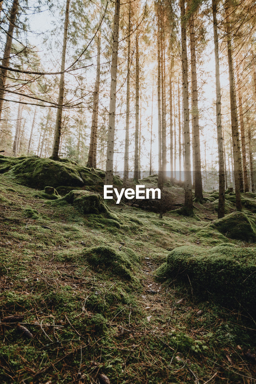Trees in forest with green moss 