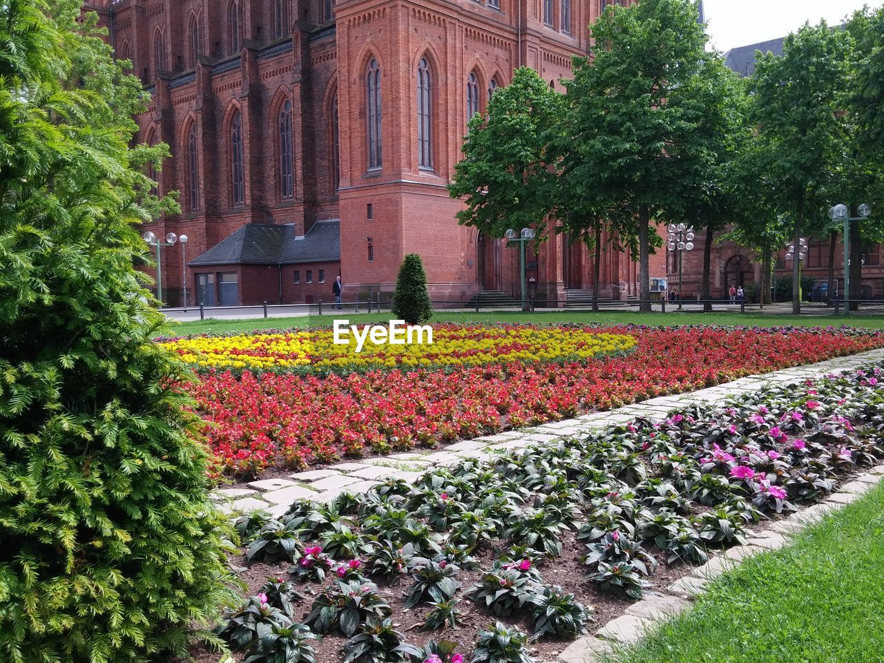 FLOWERS GROWING IN GARDEN