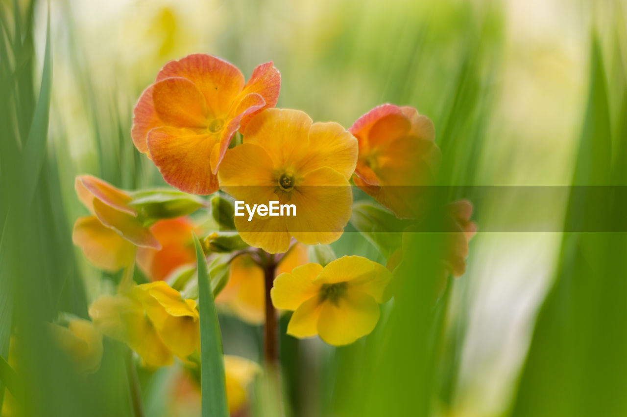 plant, flower, flowering plant, freshness, beauty in nature, yellow, nature, close-up, macro photography, flower head, growth, landscape, petal, field, summer, meadow, springtime, fragility, green, grass, selective focus, environment, land, inflorescence, blossom, no people, vibrant color, rural scene, plant part, outdoors, multi colored, agriculture, plant stem, leaf, plain, sunlight, botany, food, wildflower, focus on foreground, food and drink, daffodil, sky, ornamental garden, flowerbed, environmental conservation, tranquility, crop, narcissus, non-urban scene, garden, day