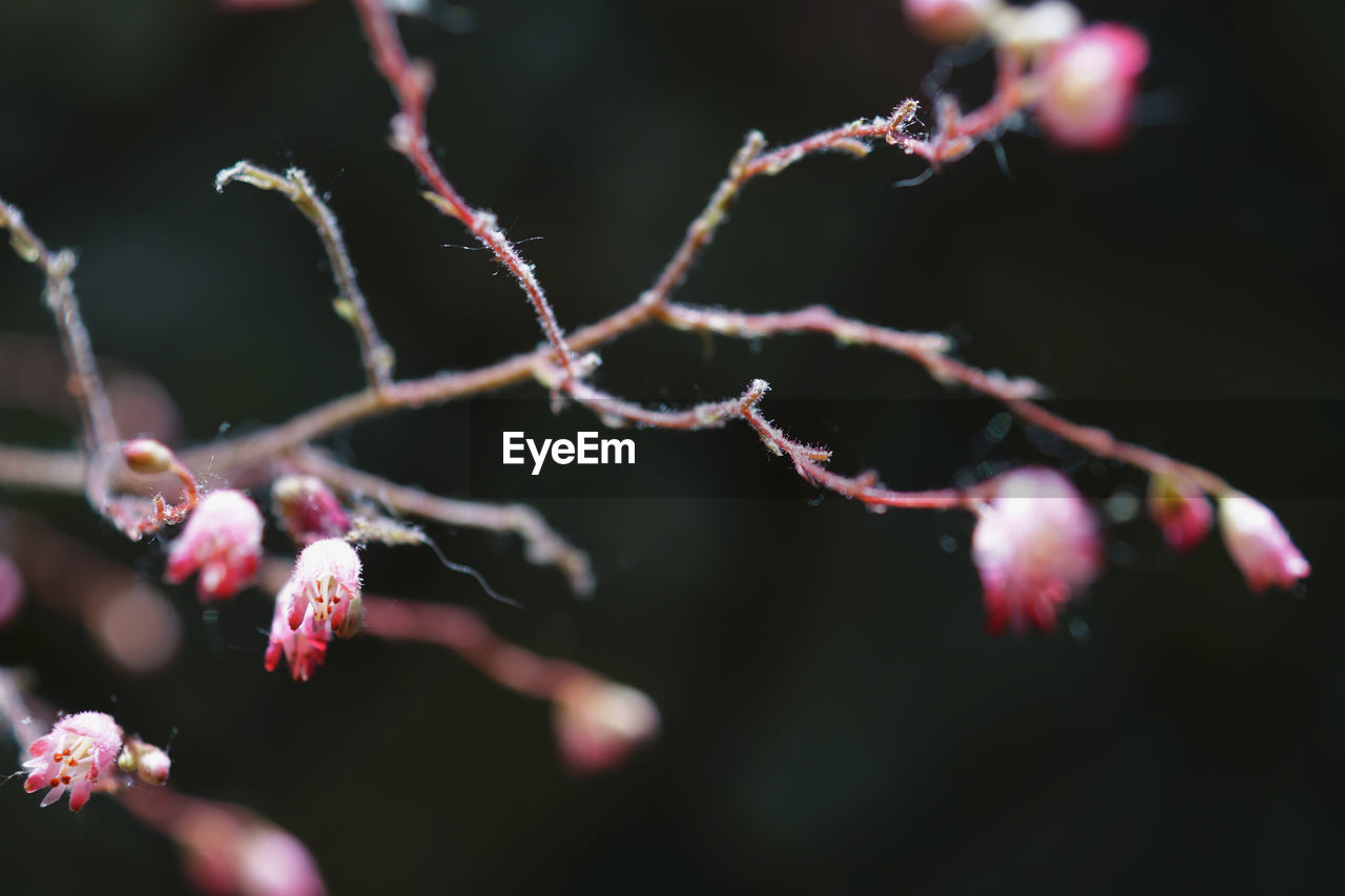 Close-up of plant against blurred background