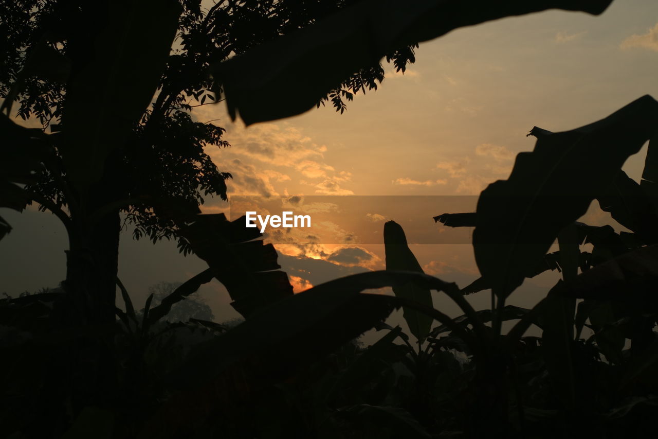 LOW ANGLE VIEW OF SILHOUETTE TREE AGAINST ORANGE SKY