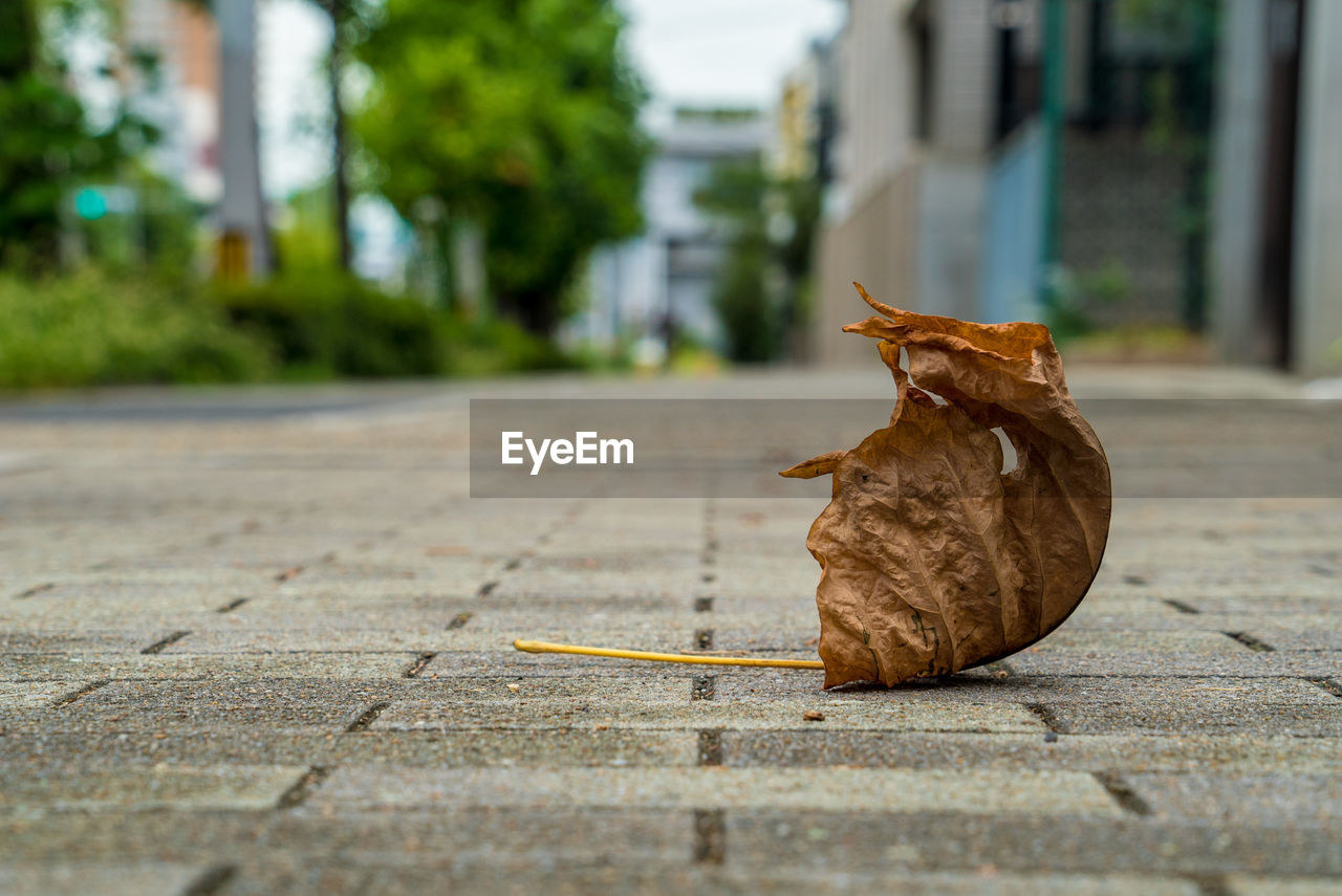 SURFACE LEVEL OF DRY LEAF ON STREET