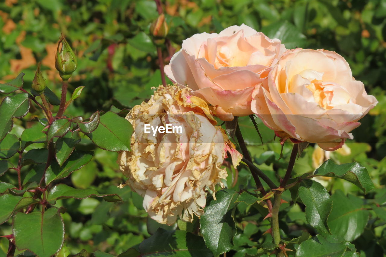 CLOSE-UP OF ROSES