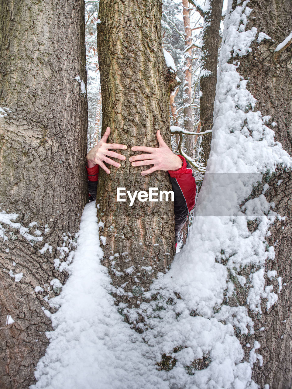 Male hands hold bark of tree trunk. rough tree bark with snow, leaves forest in background