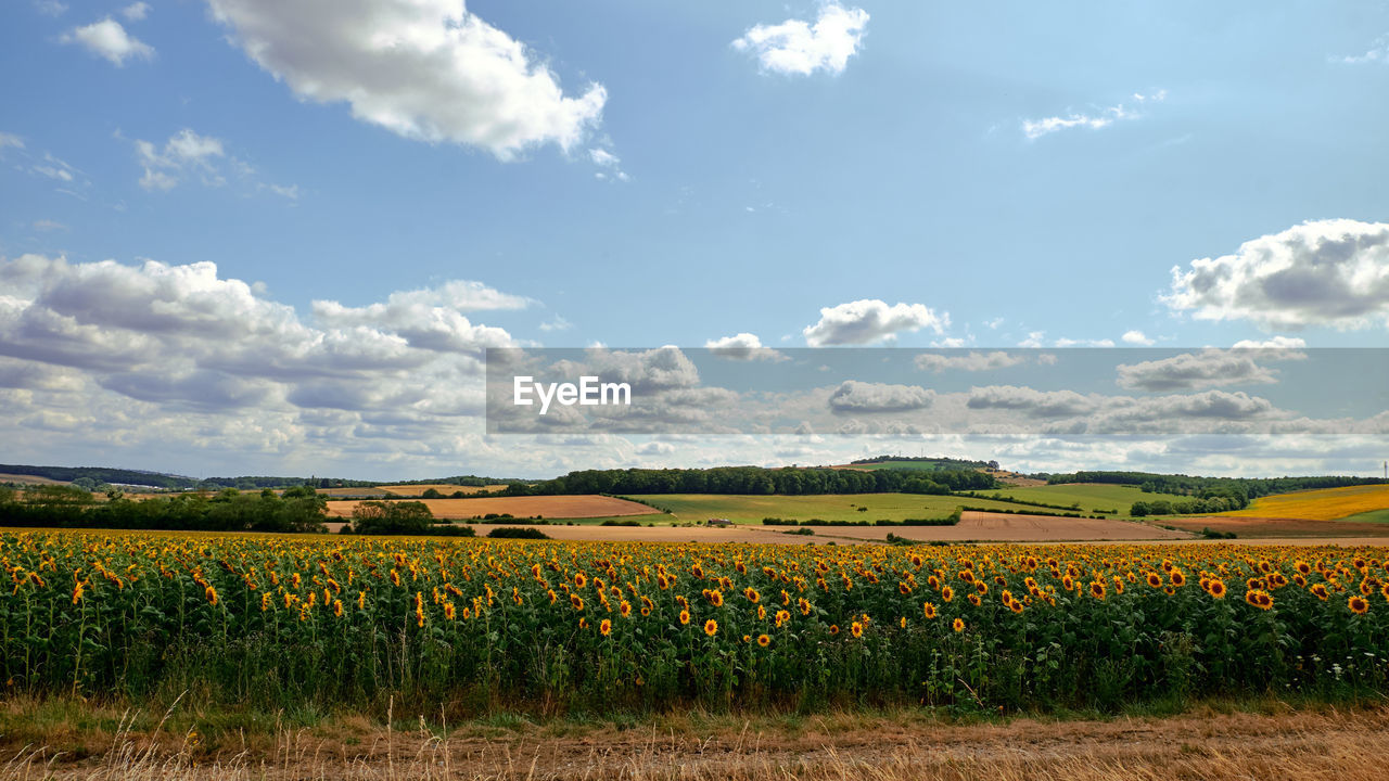 Scenic view of agricultural field against sky