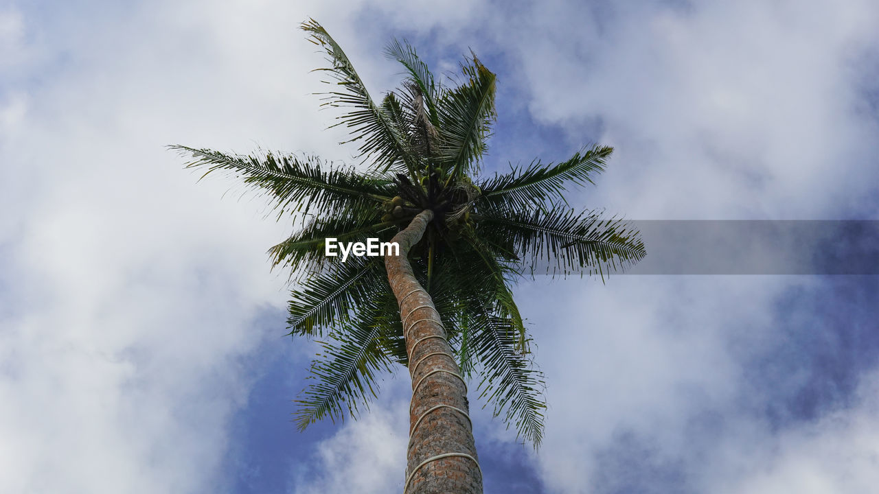 A coconut tree with the clouds background