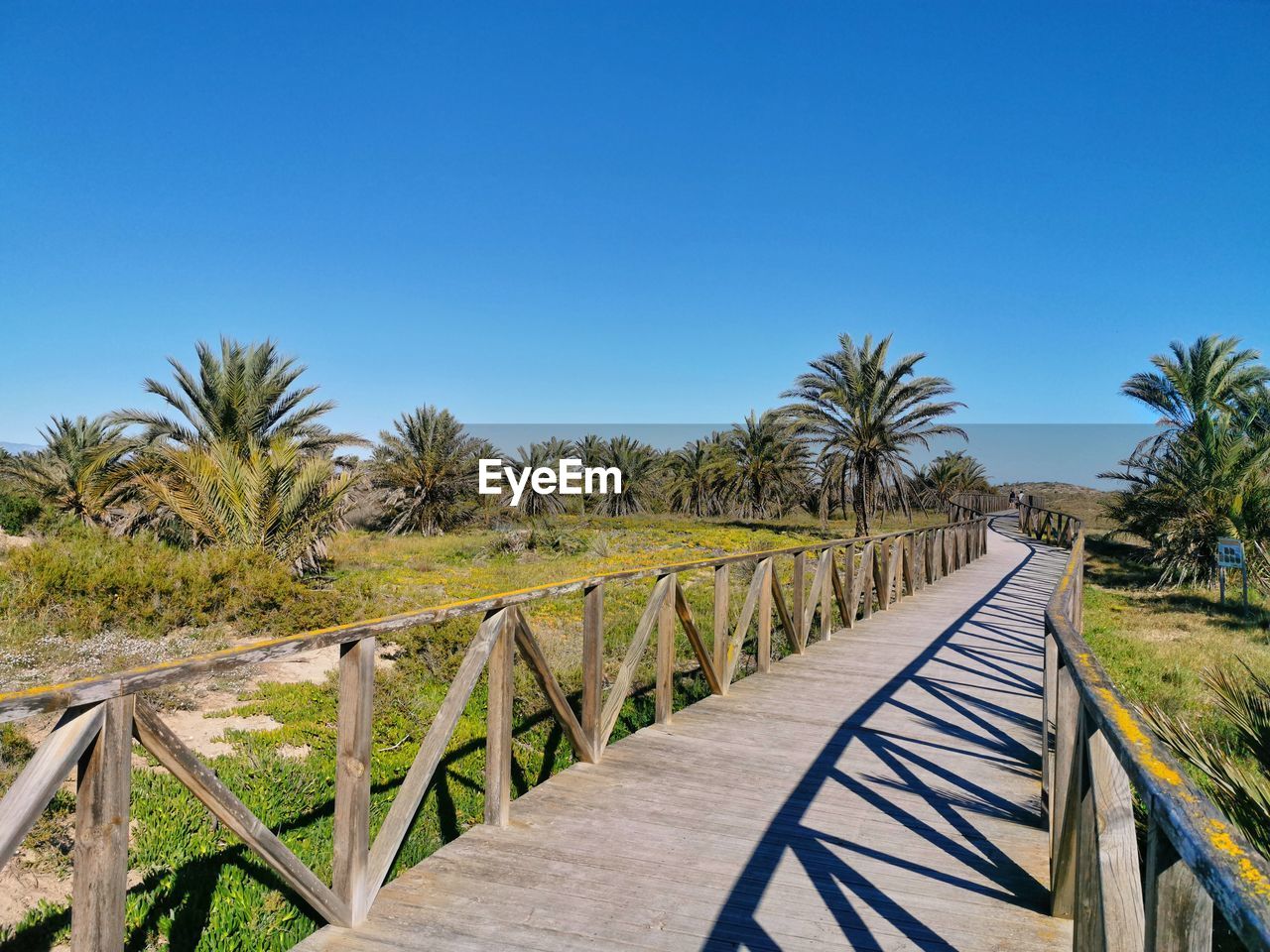 Footpath amidst palm trees against clear blue sky