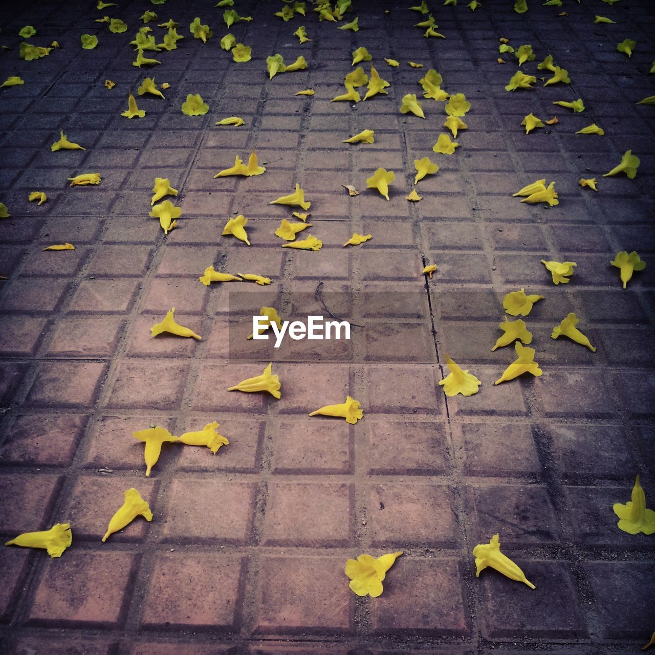 HIGH ANGLE VIEW OF LEAVES ON GROUND