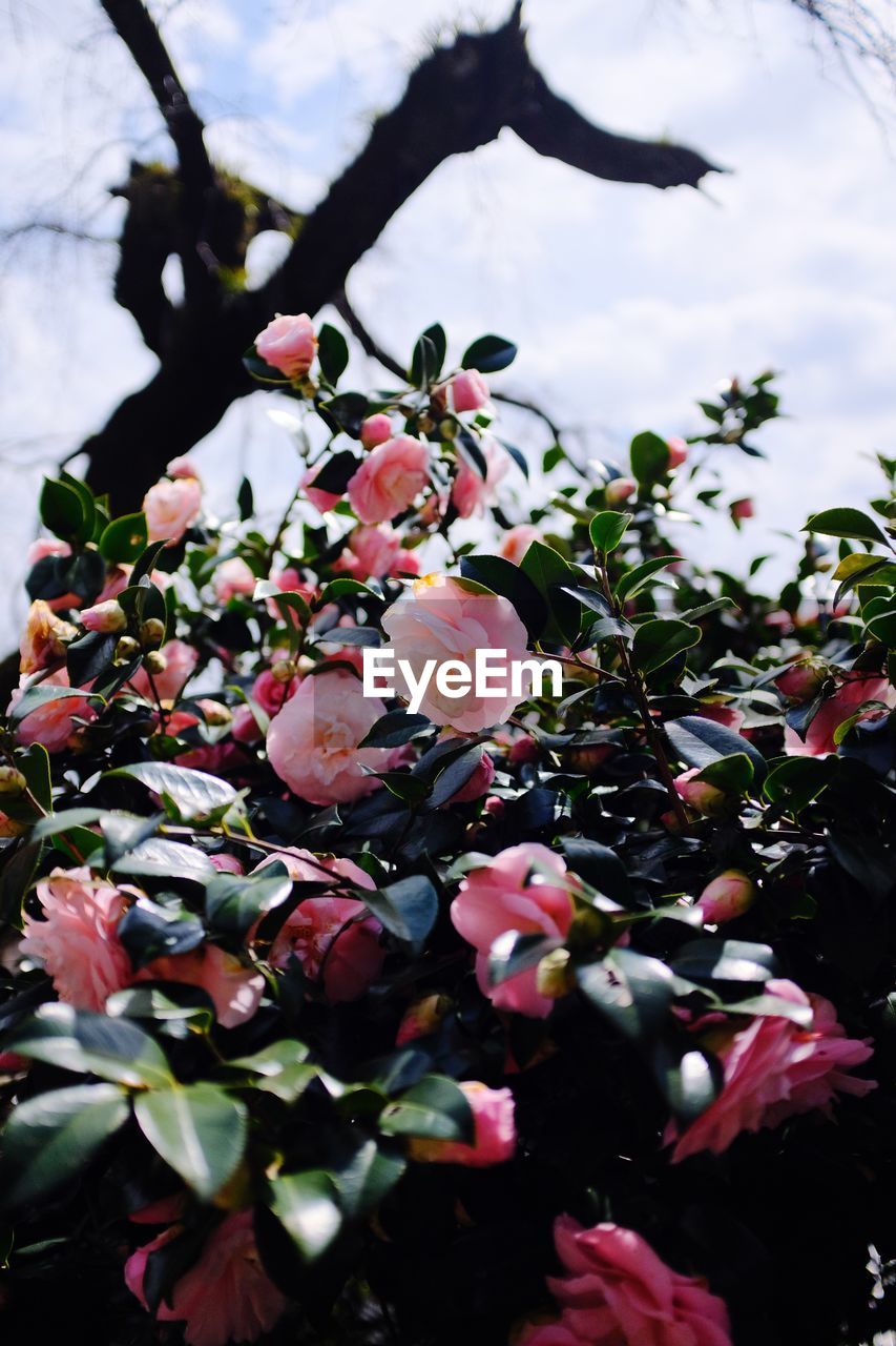 CLOSE-UP OF FLOWERS ON TREE