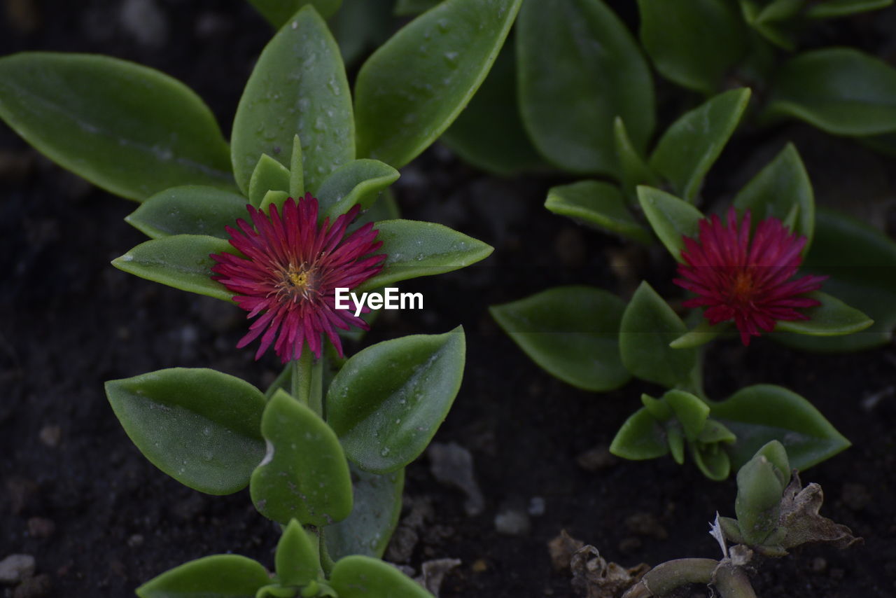 Close-up of flowers blooming outdoors