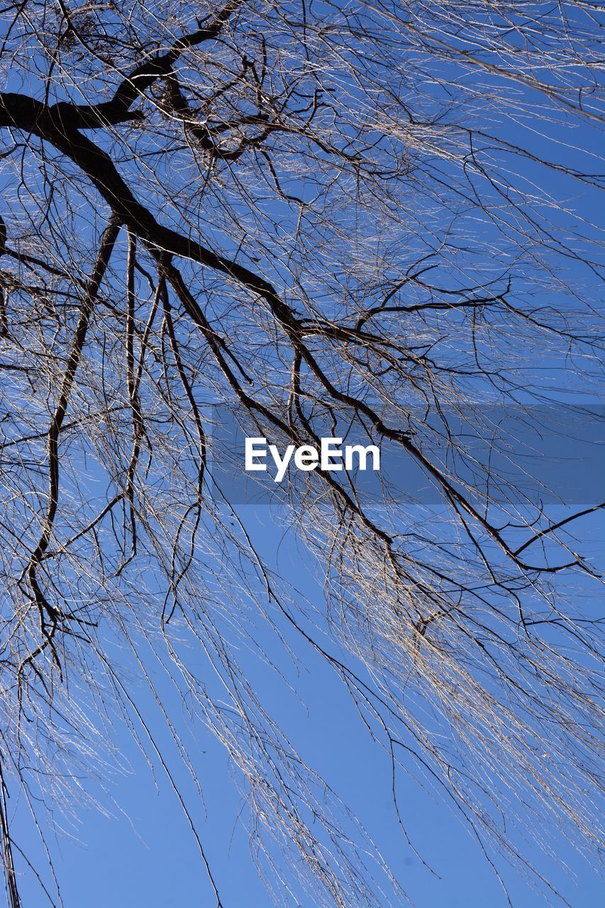 LOW ANGLE VIEW OF BARE TREE AGAINST BLUE SKY