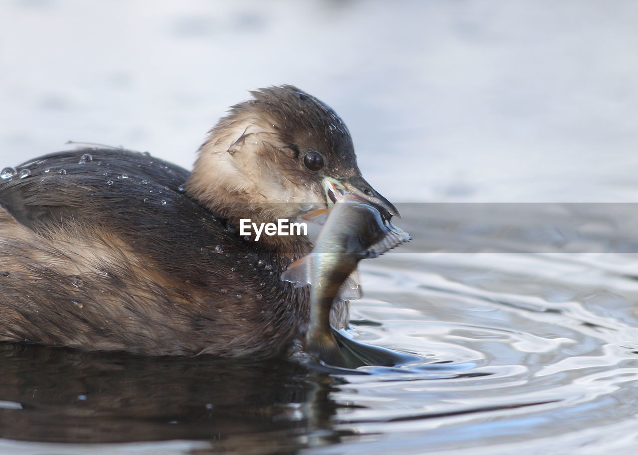 CLOSE-UP OF BIRD SWIMMING IN LAKE