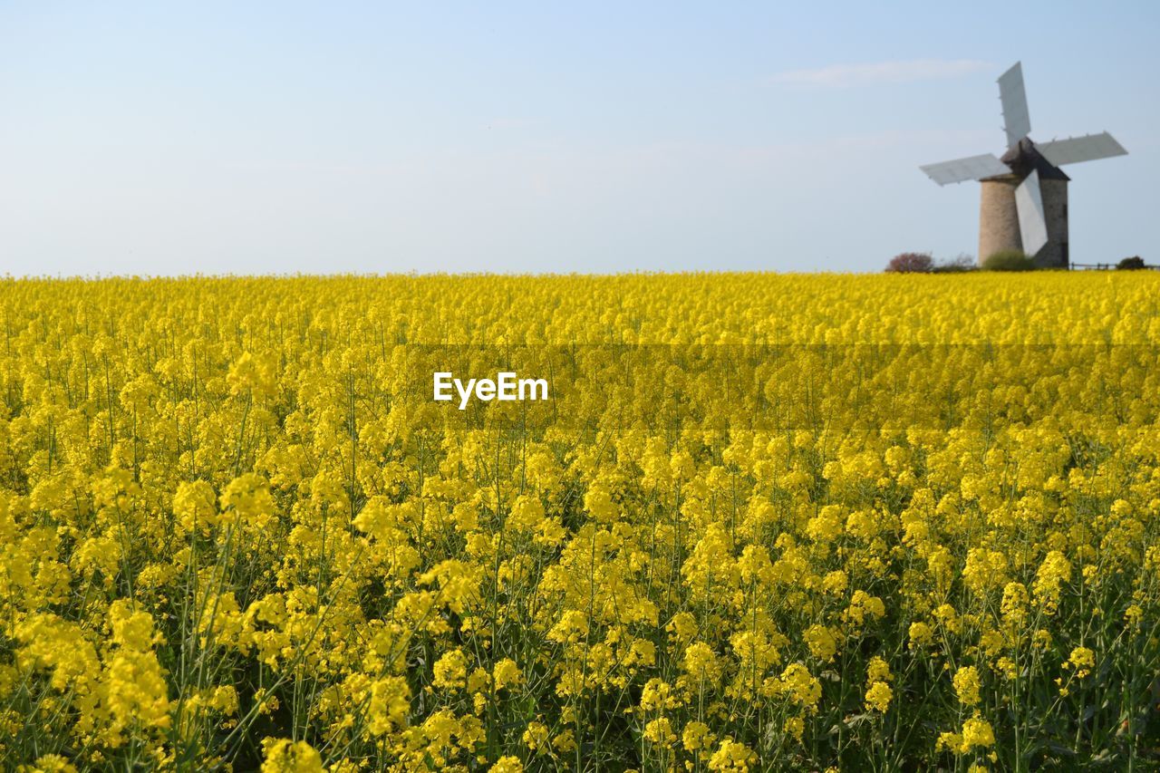 Scenic view of oilseed rape field against sky, bretagne, france